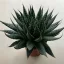 Aloe aristata
