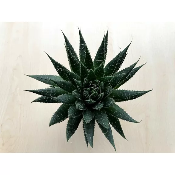 Aloe aristata Aloe aristata