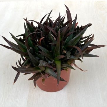 ×Alworthia pentagona ‘Black Gem’