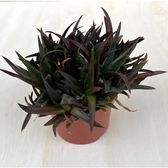 ×Alworthia pentagona ‘Black Gem’ ×Alworthia pentagona ‘Black Gem’