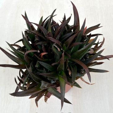 ×Alworthia pentagona ‘Black Gem’