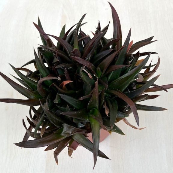 ×Alworthia pentagona ‘Black Gem’