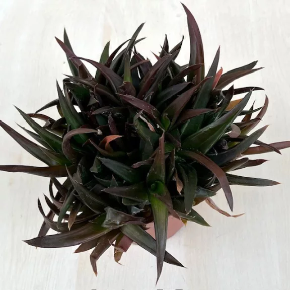 ×Alworthia pentagona ‘Black Gem’ ×Alworthia pentagona ‘Black Gem’