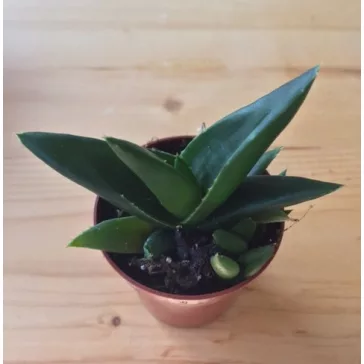 Aloe 'Black Gem'