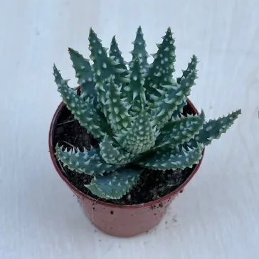 Aloe humilis - Törpe aloe