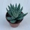 Aloe humilis - Törpe aloe