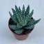 Aloe humilis - Törpe aloe