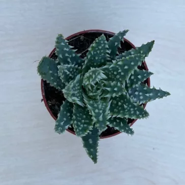 Aloe humilis - Törpe aloe