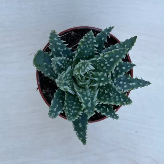 Aloe humilis - Törpe aloe