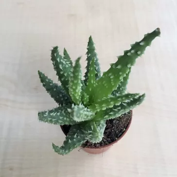 Aloe humilis - Törpe aloe