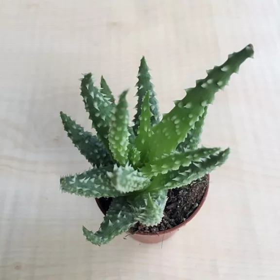 Aloe humilis - Törpe aloe