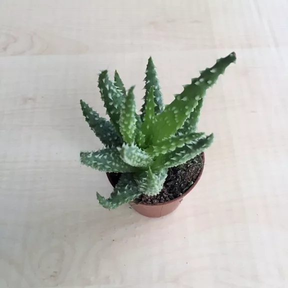 Aloe humilis - Törpe aloe