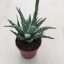 Aloe humilis 