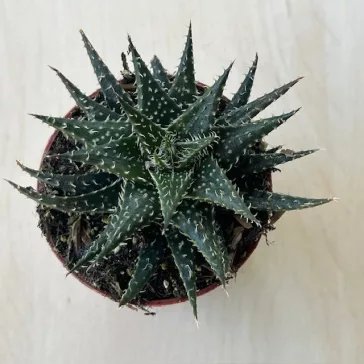 Aloe 'Pepe'