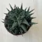 Aloe 'Pepe'
