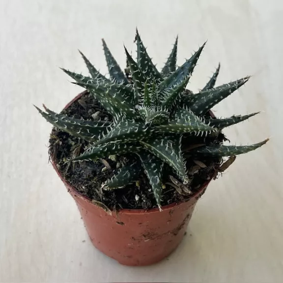 Aloe 'Pepe' Aloe 'Pepe'