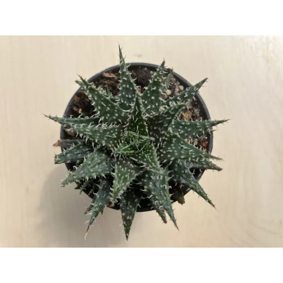 Aloe 'Pepe' Aloe 'Pepe'