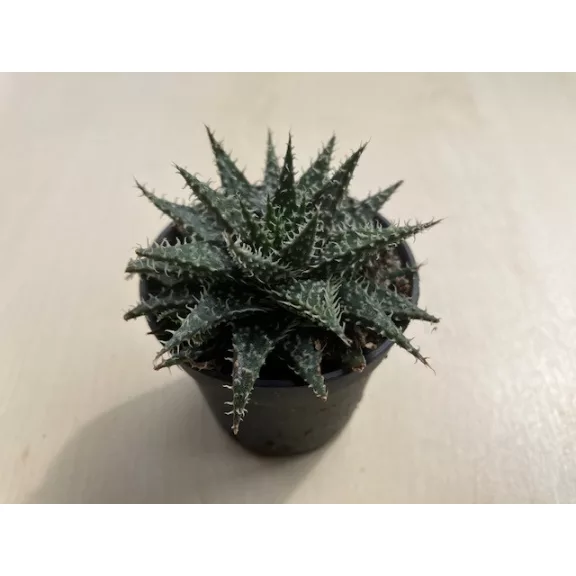 Aloe 'Pepe' Aloe 'Pepe'