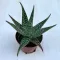 Aloe Peppermint