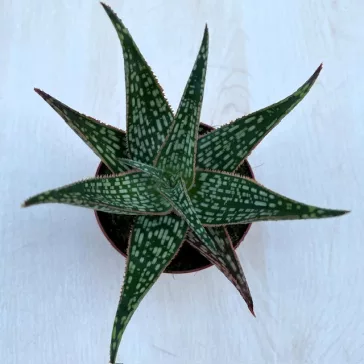 Aloe Peppermint