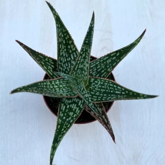 Aloe Peppermint