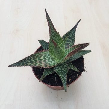 Aloe Peppermint