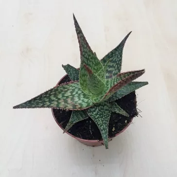 Aloe Peppermint