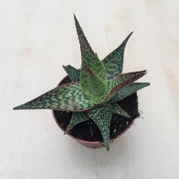 Aloe Peppermint