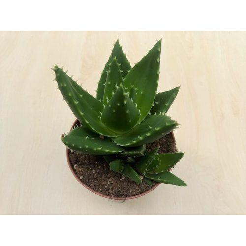 Aloe perfoliata - Aloe mitriformis