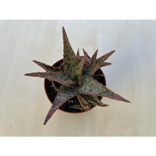 Aloe 'Pink Blush'