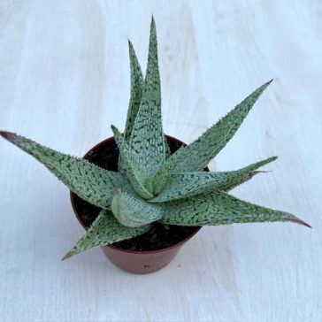 Aloe rauhii