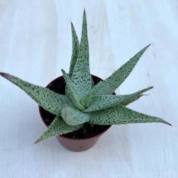 Aloe rauhii