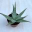 Aloe rauhii
