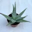 Aloe rauhii