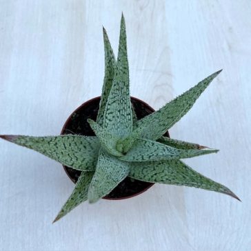 Aloe rauhii