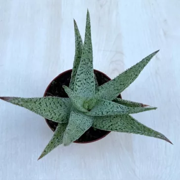 Aloe rauhii
