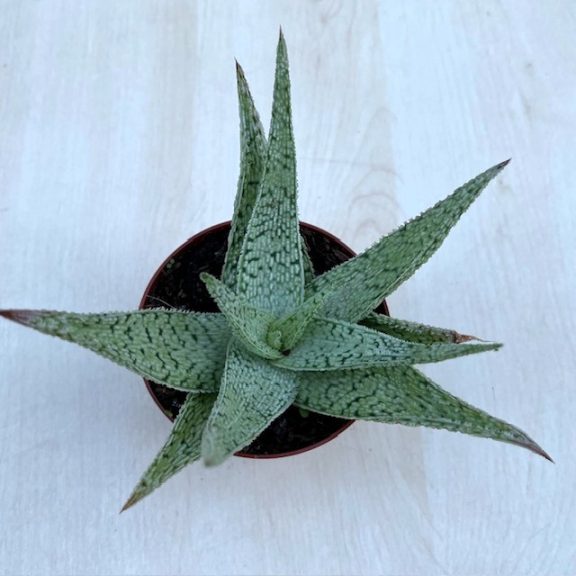 Aloe rauhii