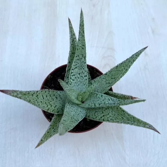 Aloe rauhii Aloe rauhii