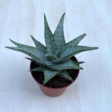 Aloe rauhii