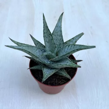 Aloe rauhii