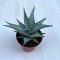 Aloe rauhii