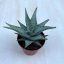 Aloe rauhii