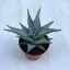 Aloe rauhii