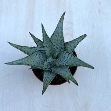 Aloe rauhii