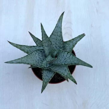 Aloe rauhii