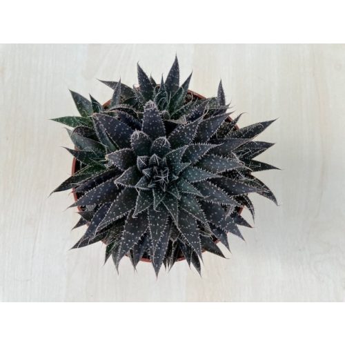 Aloe 'Safari '