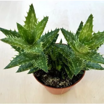 Aloe squarrosa