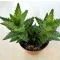 Aloe squarrosa