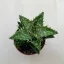 Aloe squarrosa
