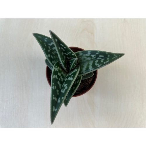 Aloe variegata